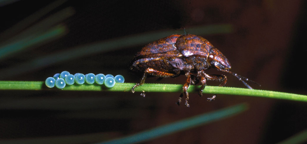 Bug depositing fertilized eggs on a pine needle