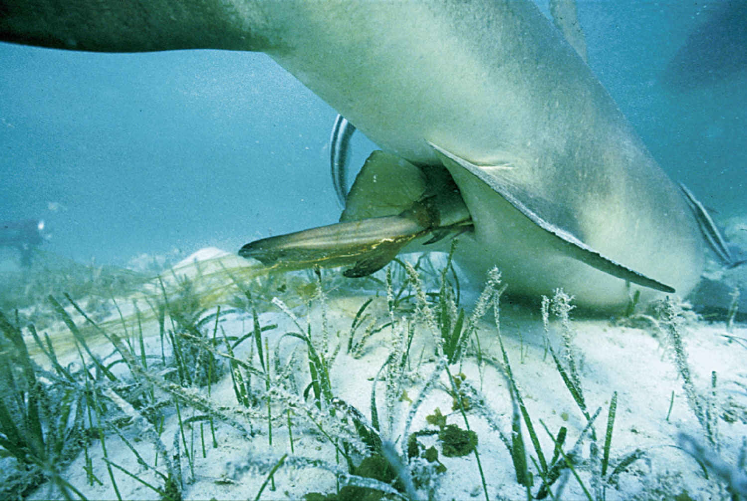 Lemon shark giving birth to young that recently hatched in her body. The young were nourished by egg