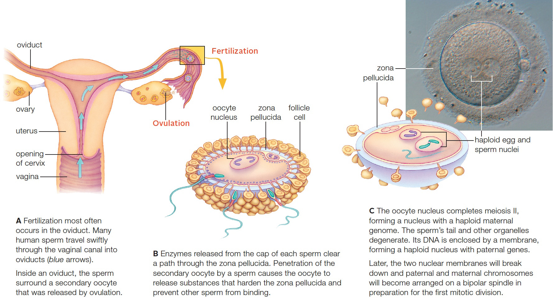 Events in human fertilization. The light micrograph shows a fertilized human oocyte.