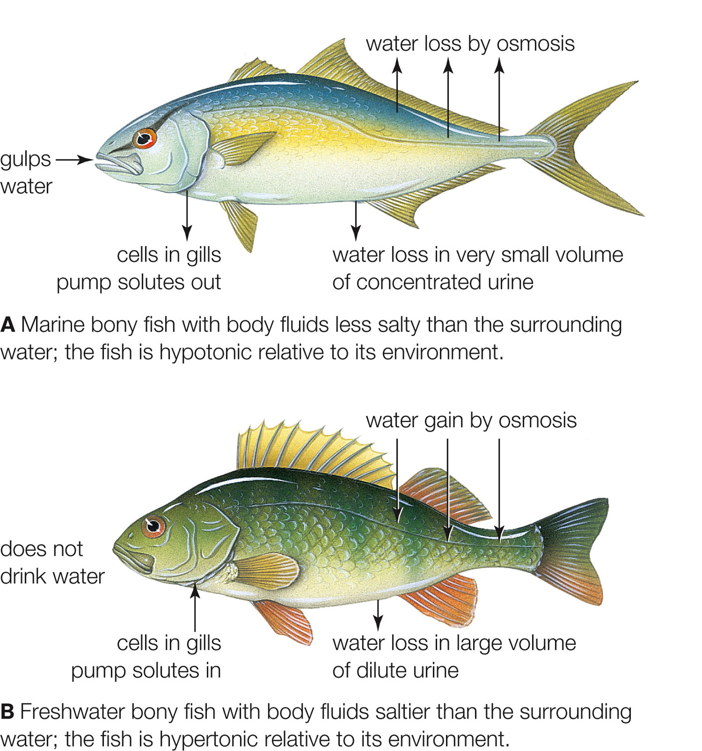 Fluid–solute balance in freshwater and marine bony fishes