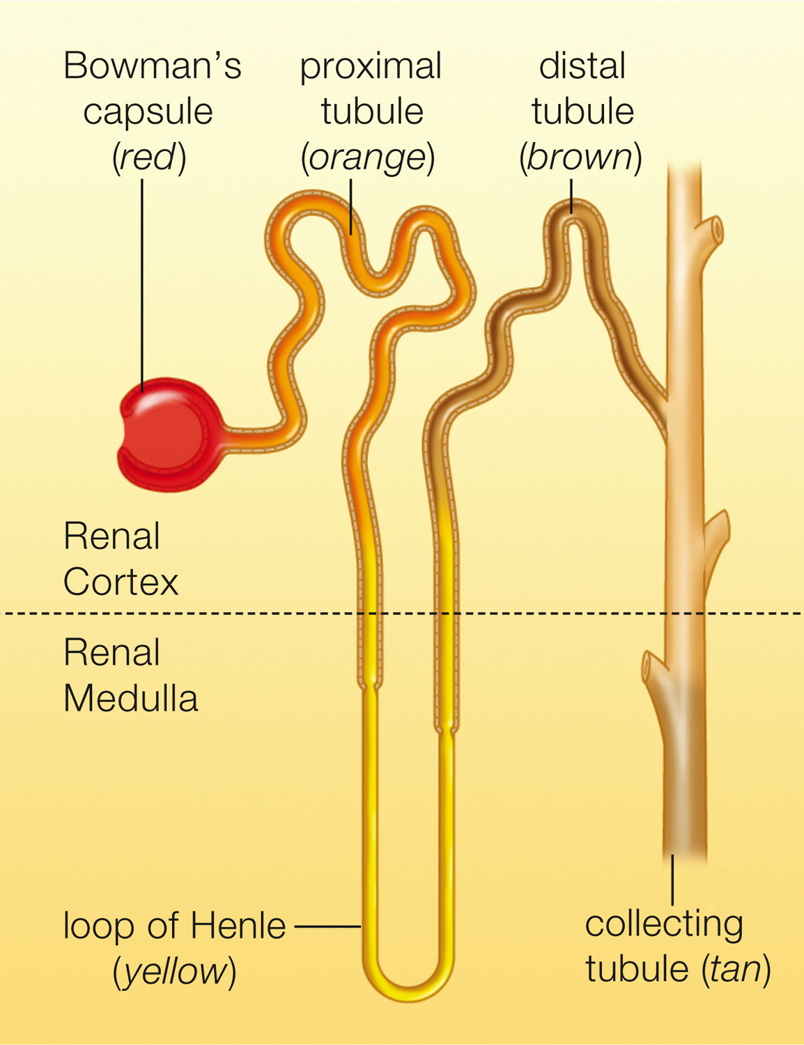 Tubular portion of one nephron, cutaway view. The tubule starts at Bowman’s capsule.