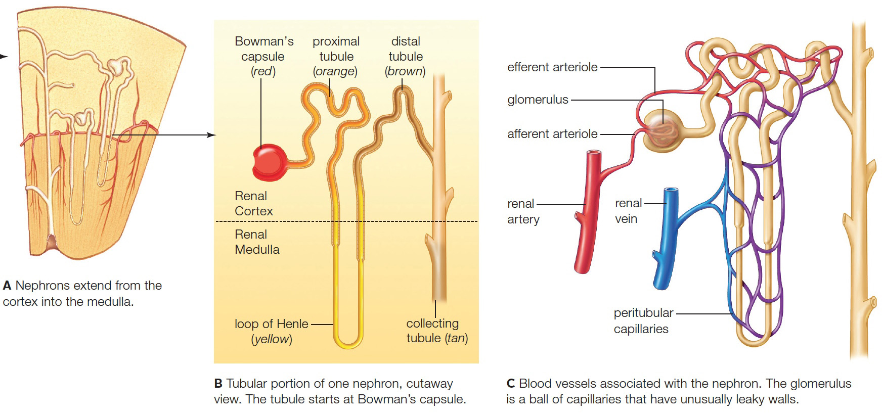 Orientation and structure of a nephron, the functional unit of the kidney. 