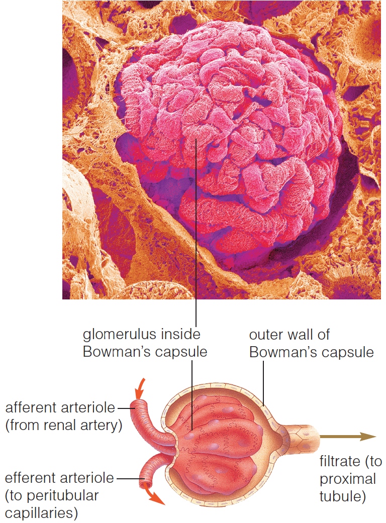 Glomerular filtration