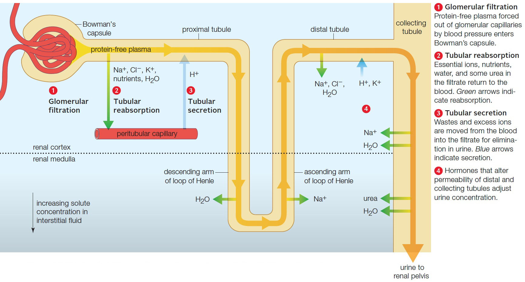 How urine forms.