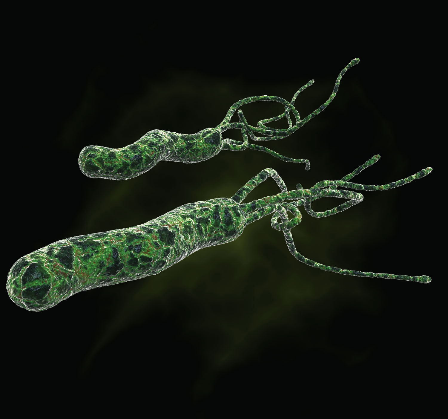 Helicobacter pylori (artist’s representation)