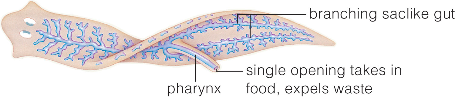 Incomplete Digestive System