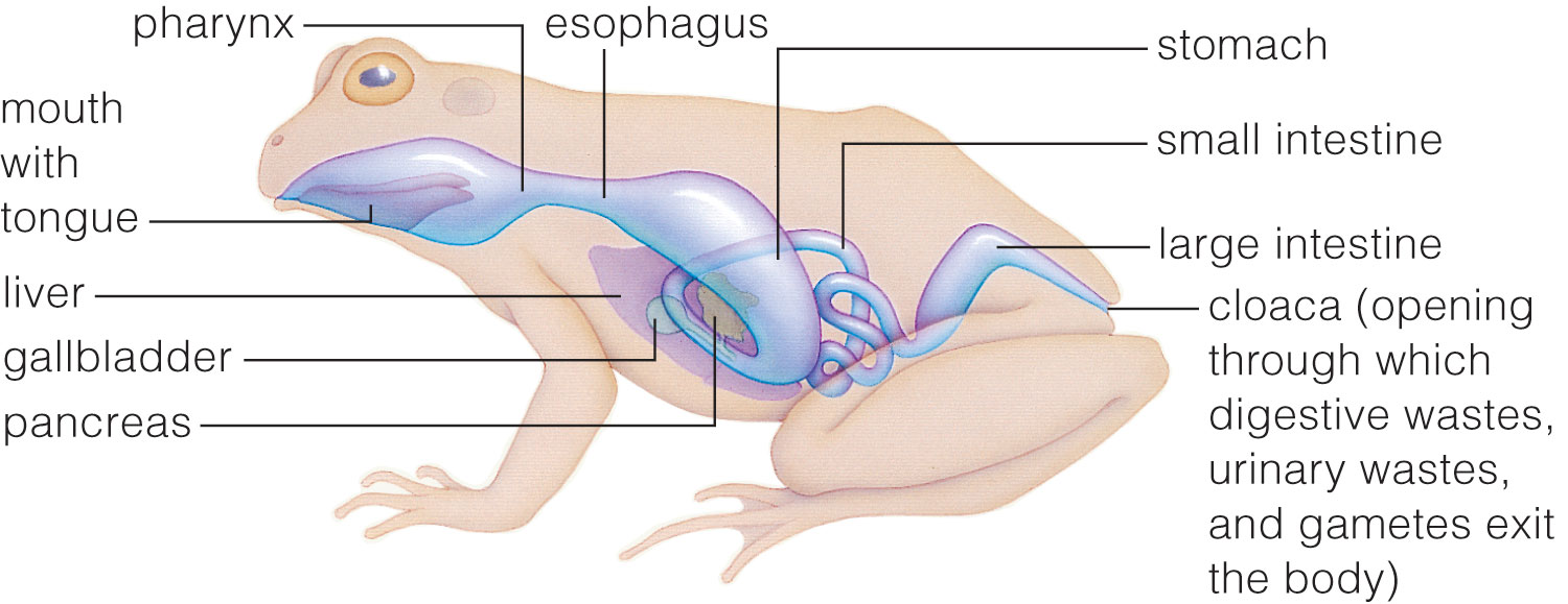 Complete Digestive System: Frog