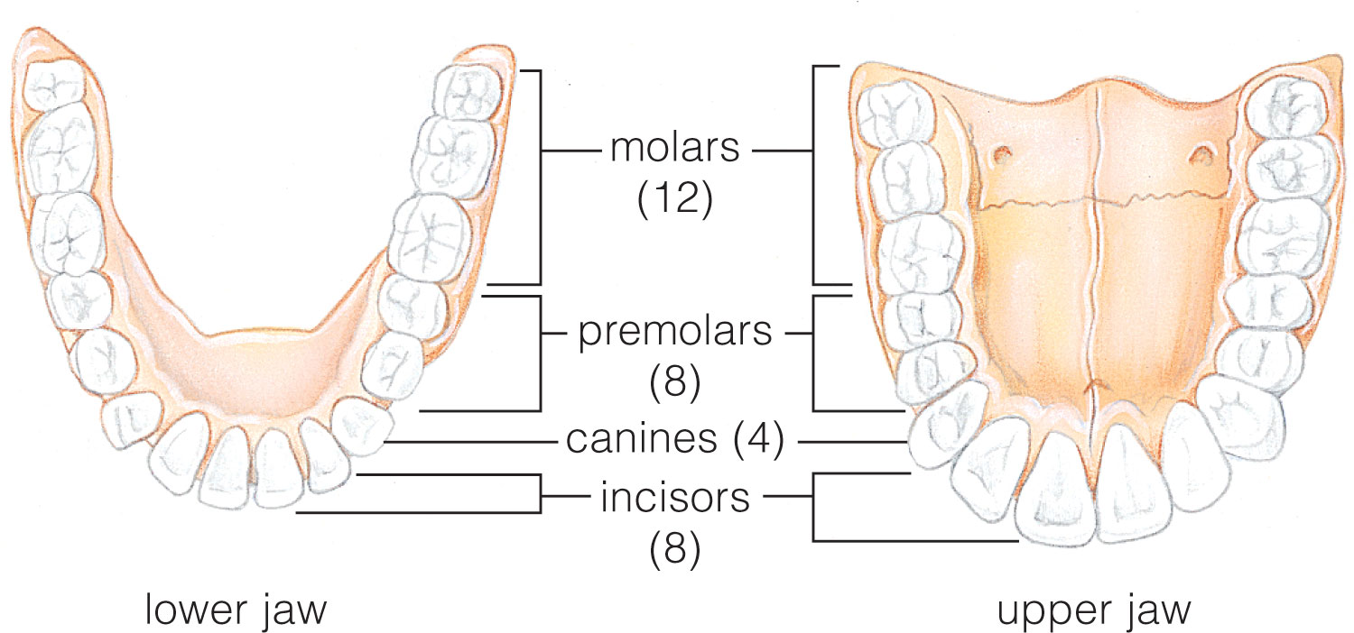 Structure and function of human teeth.