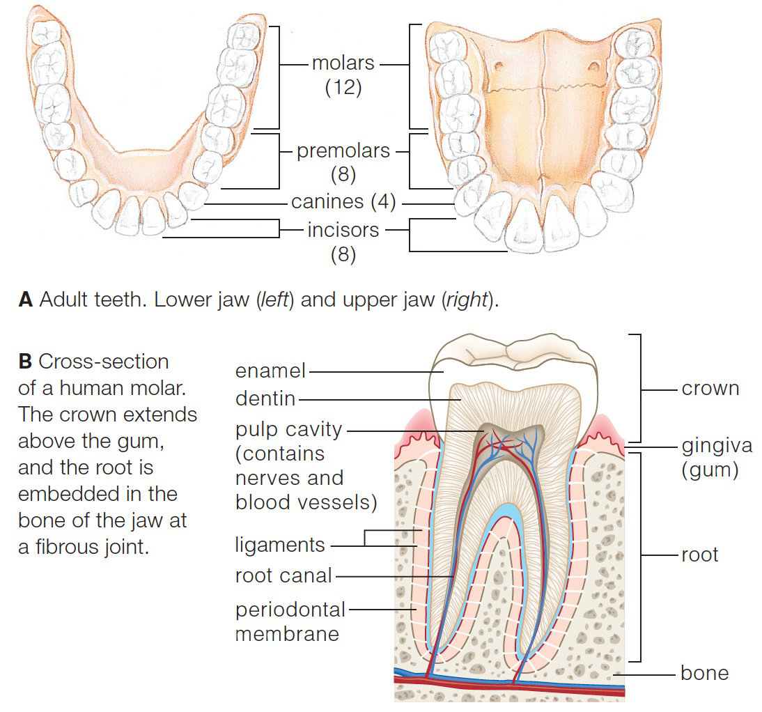 Structure and function of human teeth.