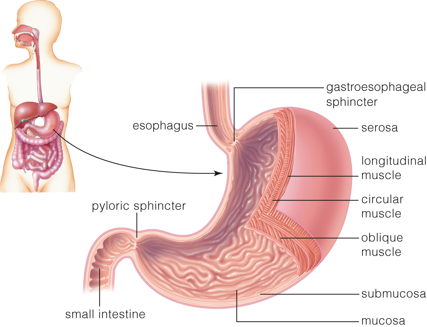 Location and structure of the stomach