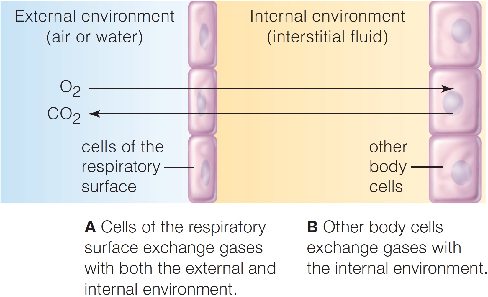 Gas Exchange during Respiration