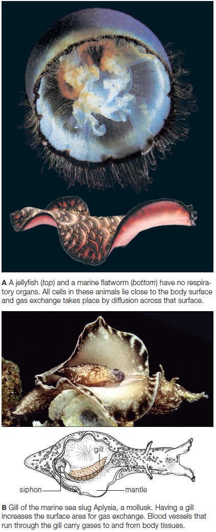 Respiratory surfaces of aquatic invertebrates. 