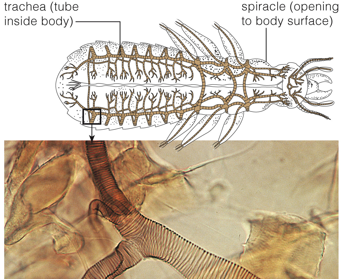 Insect tracheal system. Chitin rings reinforce branching, air-filled tubes in such respiratory syste