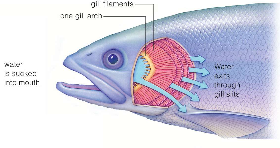 Structure and function of the gills of a bony fish. 