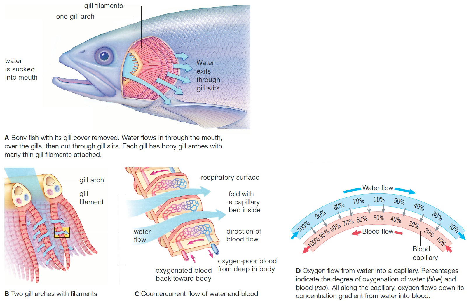 Structure and function of the gills of a bony fish. 