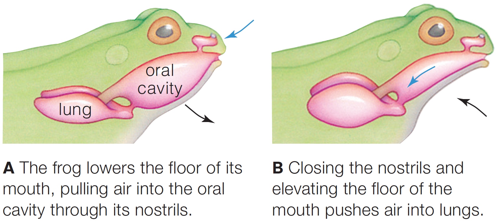 How a frog fills its lungs.