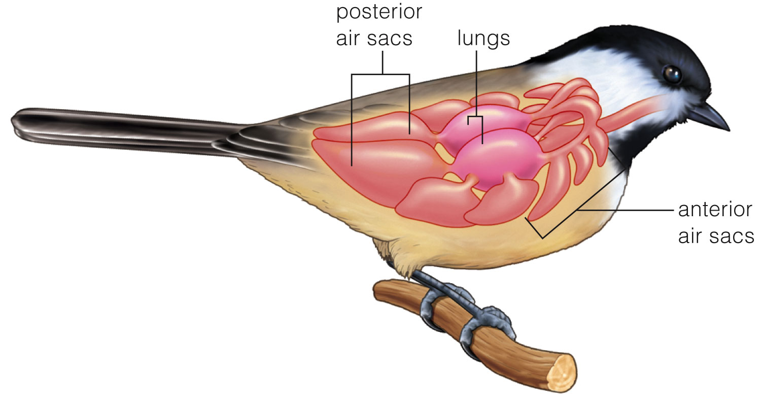 Respiratory system of a bird. 