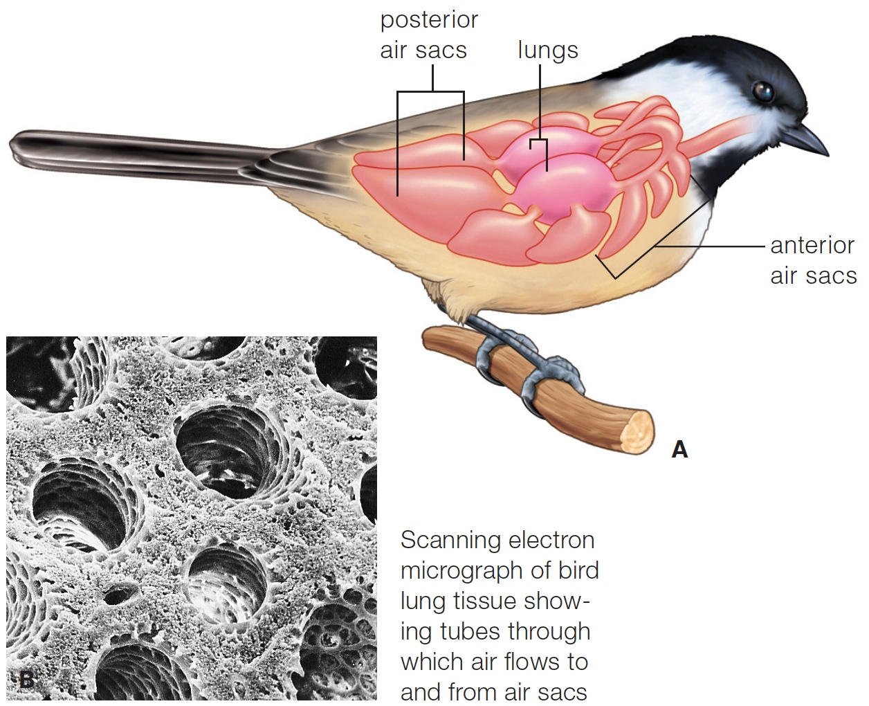 Respiratory system of a bird. 