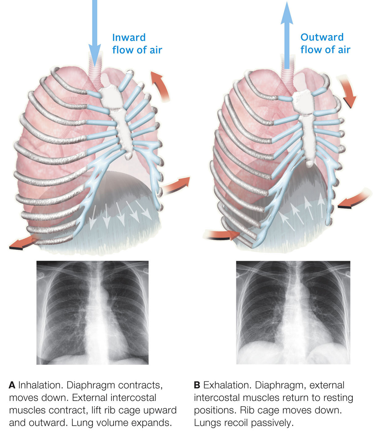 Changes in the size of the thoracic cavity during the respiratory cycle