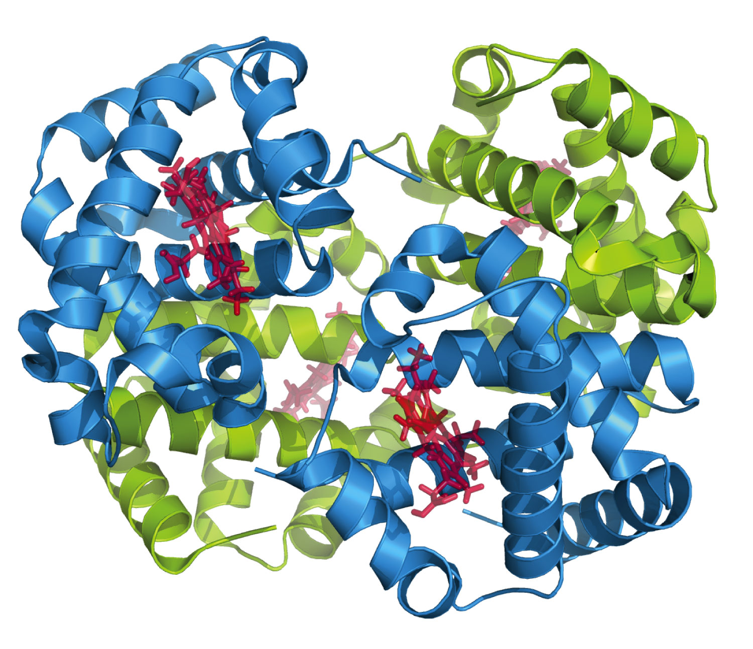 Structure of hemoglobin, the oxygen-transporting protein of red blood cells. It consists of four glo