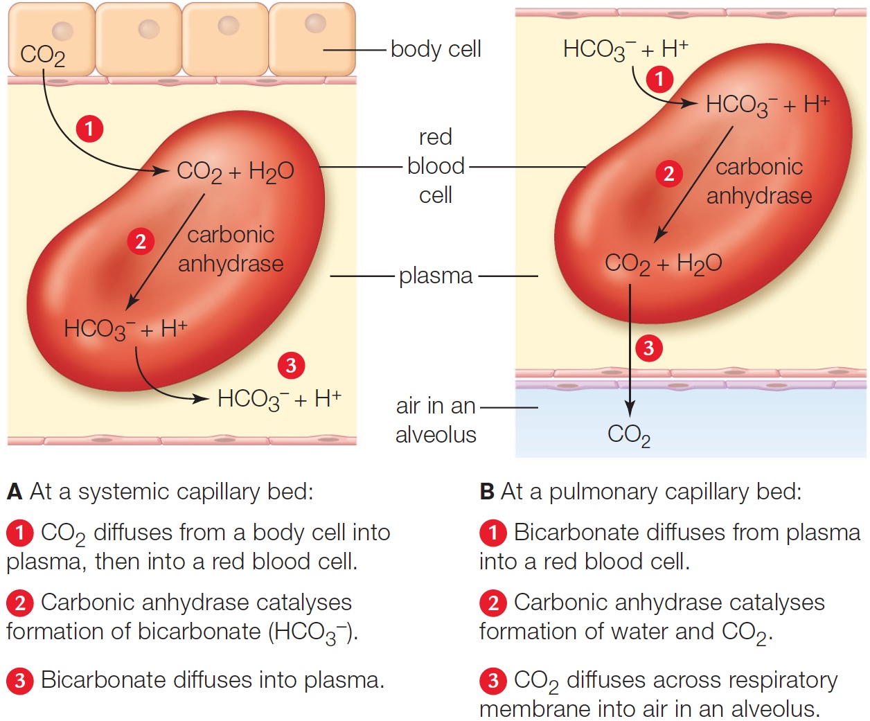 Main mechanism of carbon dioxide transport and exchange. A lesser amount of CO2 travels to the lungs