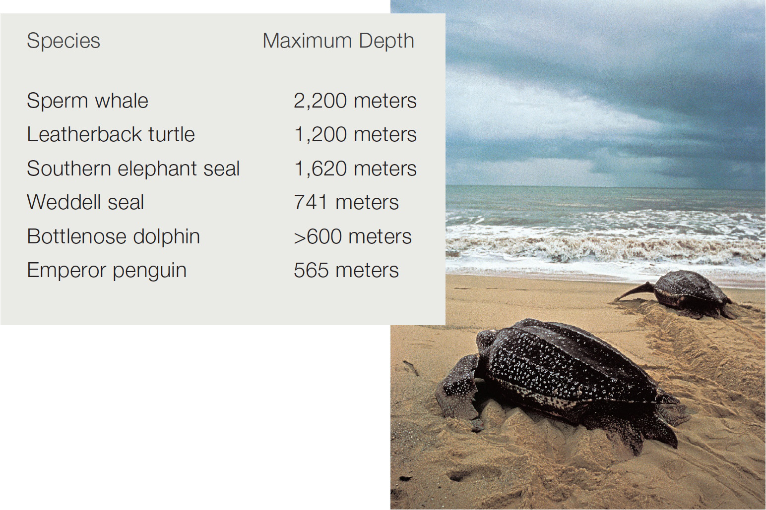 Atlantic leatherback sea turtles returning to the sea after laying eggs