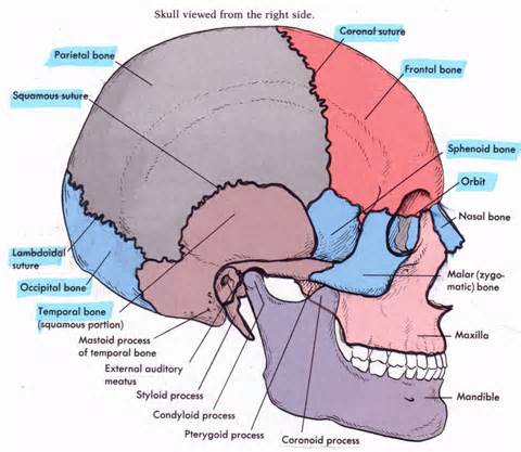 head