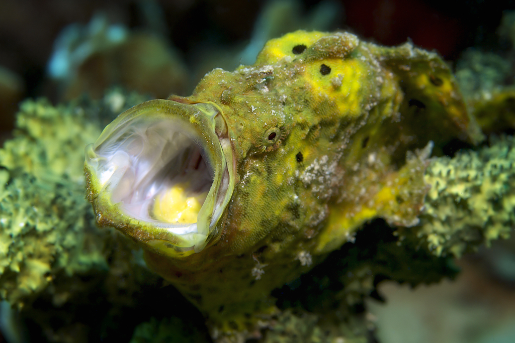 Frogfish