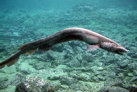 Frilled Shark