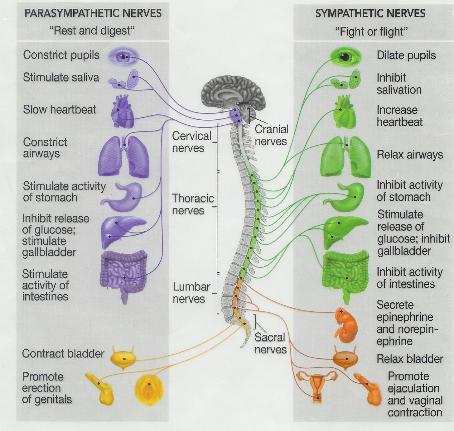 Sns and Pns