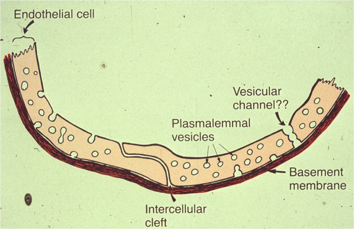 Capillary Wall