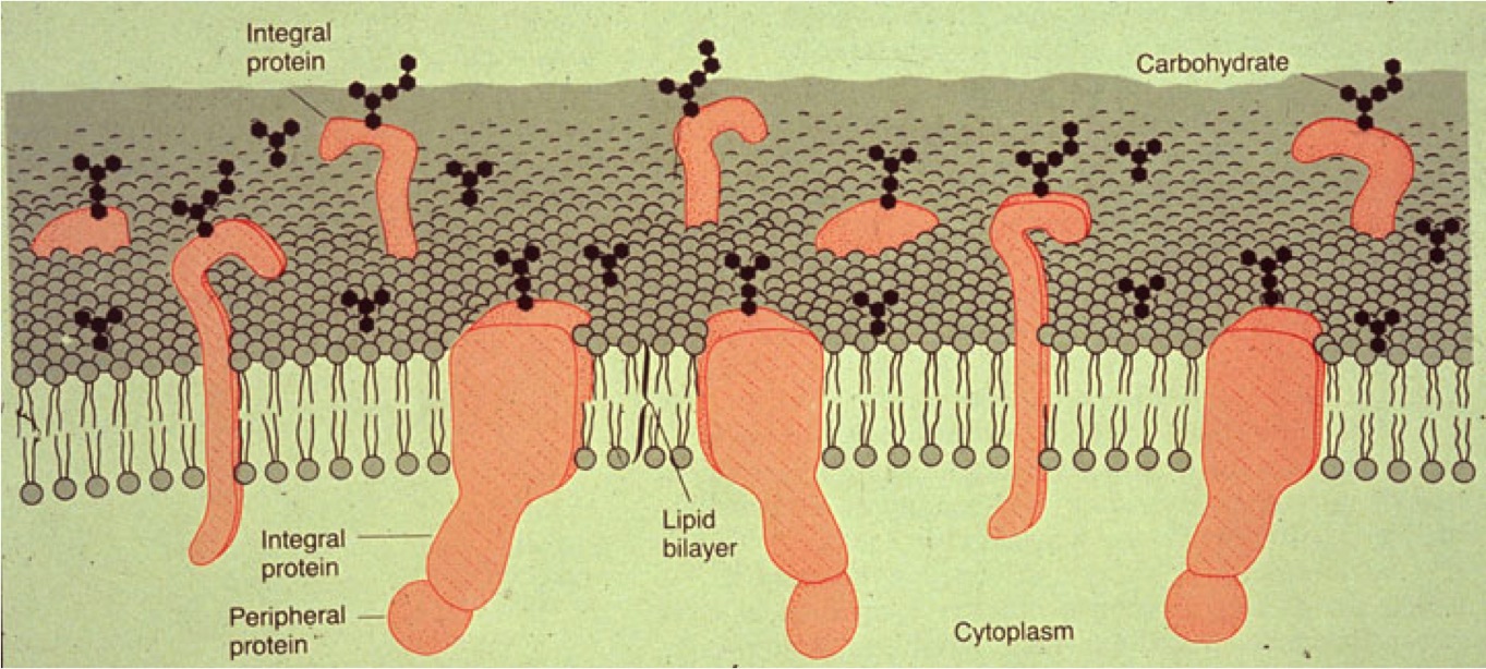 Lipid Bilayer