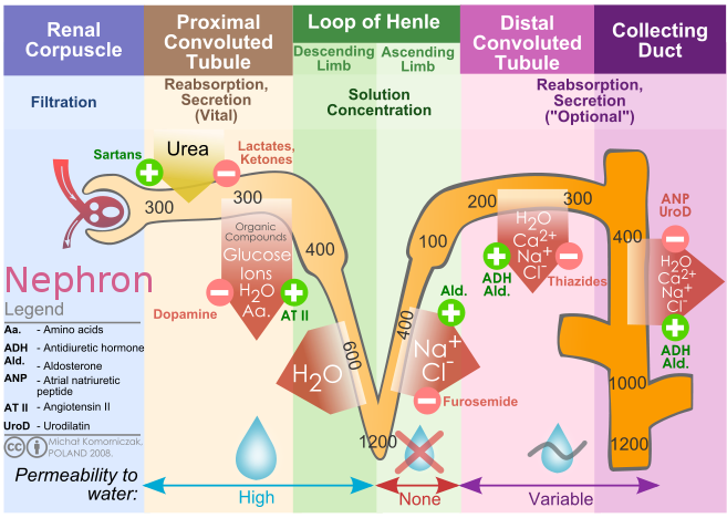 kidney/ nephron