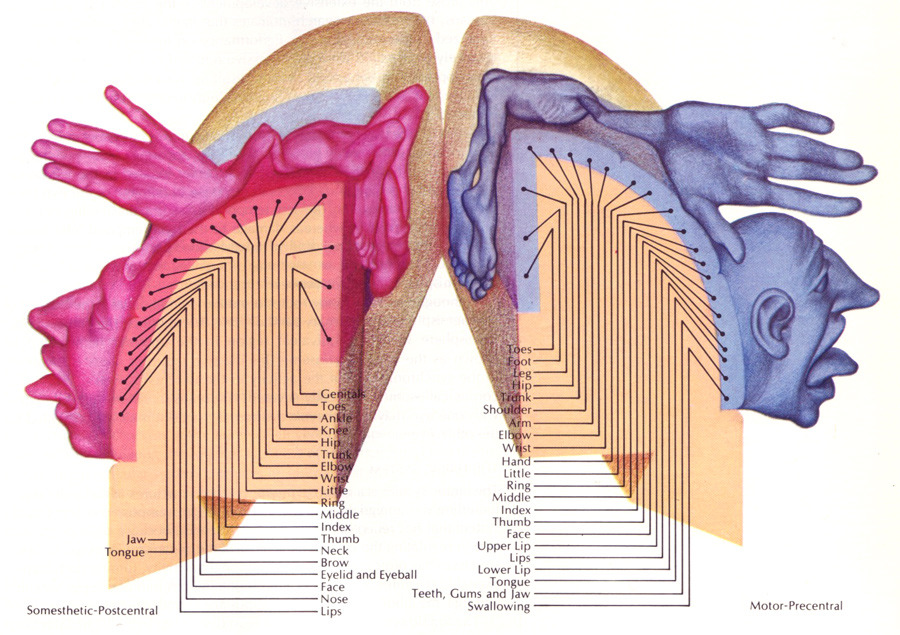 Brain Interpretation and Regions