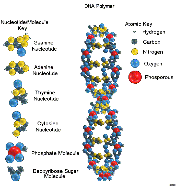 DNA Humor