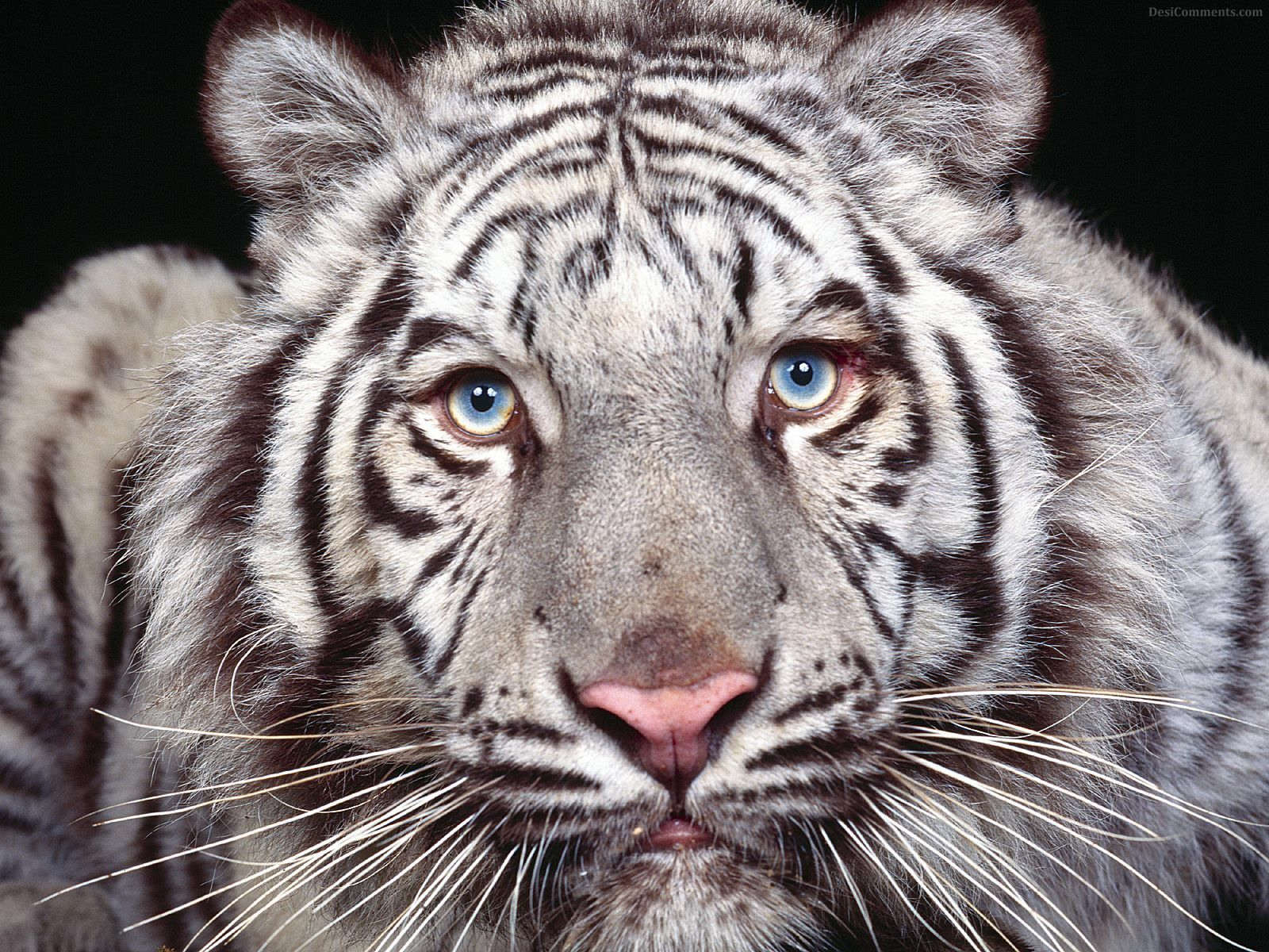 white tiger