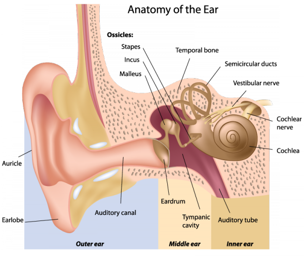 Ear