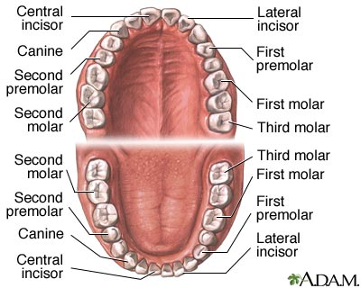 Mouth