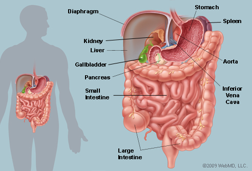 Abdomen