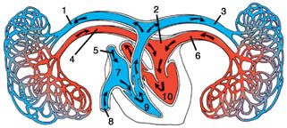 Lung and Arteries