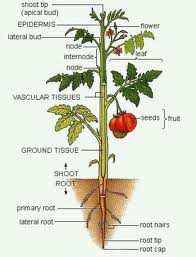 Plant Diagram