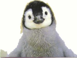 penguin