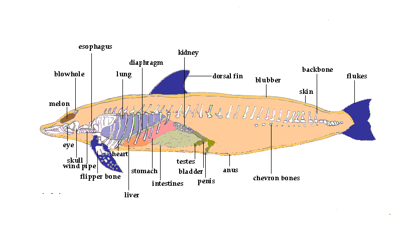 Dolphin Anatomy