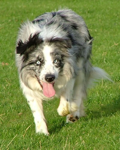 Border Collie