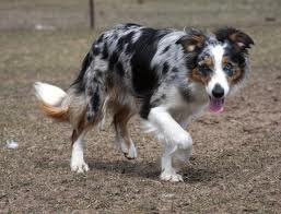 Border Collie