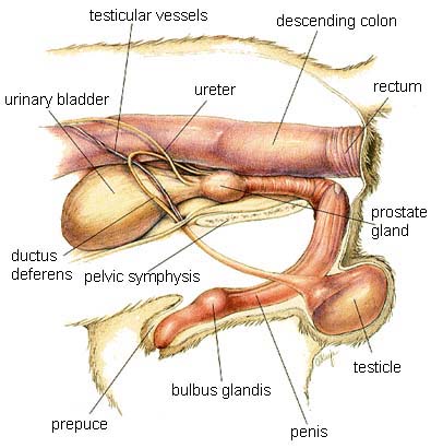 Dog Anatomy