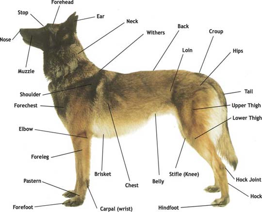 Dog Anatomy