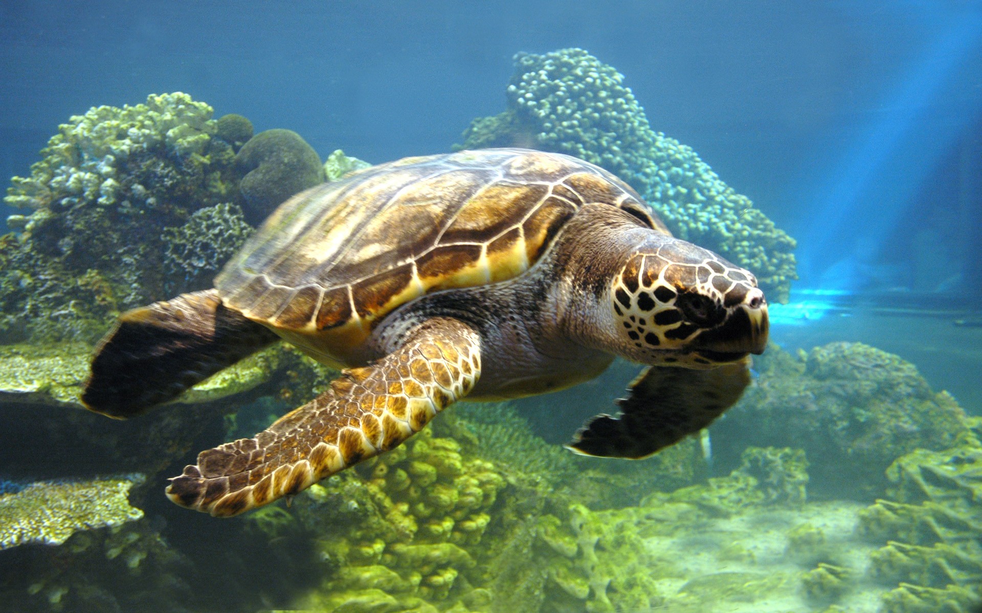 Sea Turtle