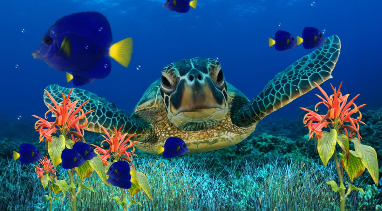 Sea Turtle