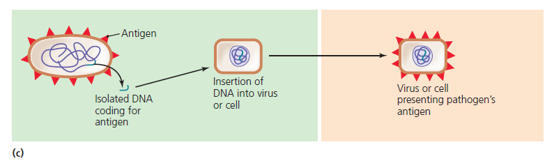 Some uses of recombinant DNA technology for making improved vaccines